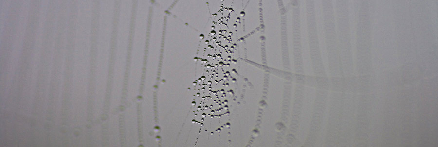 dieses Foto zeigt ein Spinnennetz mit Wassertropfen